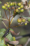 BB 13 0542 / Psophus stridulus / Klapregresshoppe <br /> Sorbus hybrida / Rognasal